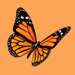 Meet your Posher, Genesis